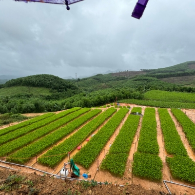Công ty Gỗ Sơn Anh chuyên cung cấp gỗ tròn, gỗ xẻ sấy, dăm gỗ...