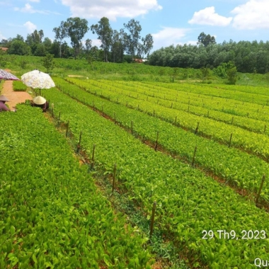 lumber Công ty Sơn Anh chuyên cung cấp gỗ tròn, gỗ xẻ sấy, dăm gỗ...