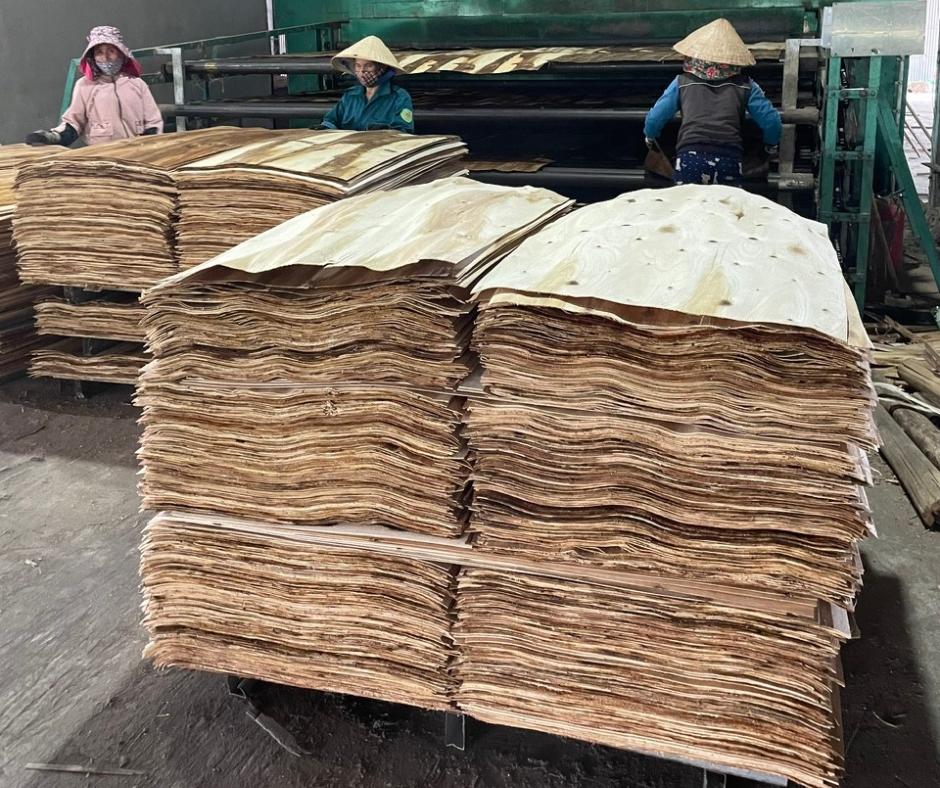 ván bóc Đơn vị cung cấp ván bóc tươi và sấy khô - Công ty Gỗ Sơn Anh