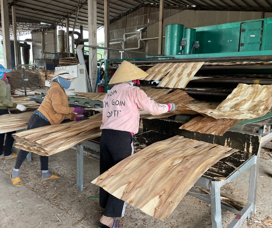 ván bóc Đơn vị cung cấp ván bóc tươi và sấy khô - Công ty Gỗ Sơn Anh