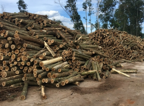 lumber Công ty Sơn Anh chuyên cung cấp gỗ tròn, gỗ xẻ sấy, dăm gỗ...