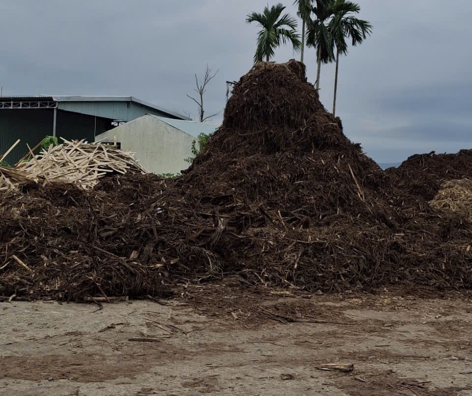 Sản xuất chất đốt sinh học xuất khẩu