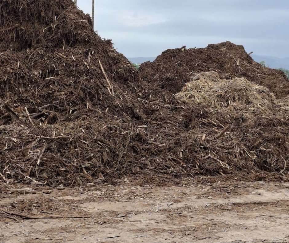 trồng cây giống