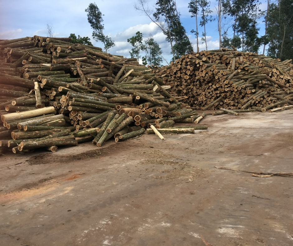 Công ty gỗ Sơn Anh