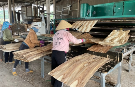 lumber Công ty Sơn Anh chuyên cung cấp gỗ tròn, gỗ xẻ sấy, dăm gỗ...