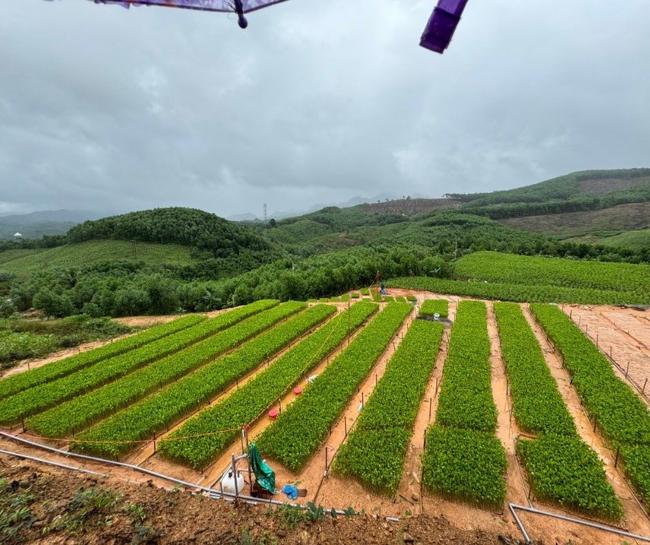 trồng cây giống