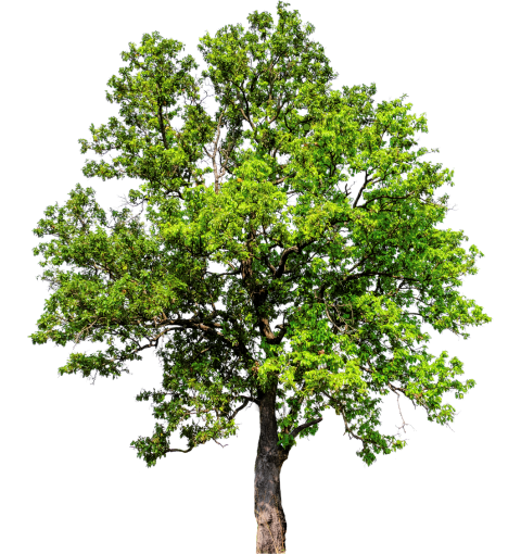 lumber gỗ xẻ
