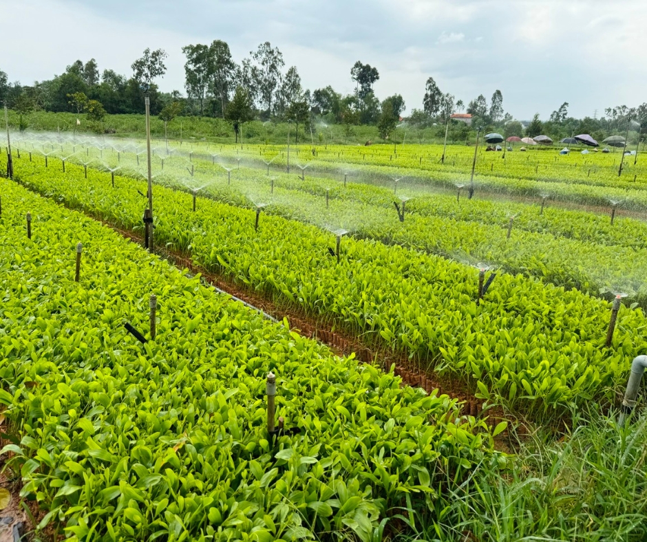 Công ty Sơn Anh chuyên trồng cây giống, cây bạch đàn