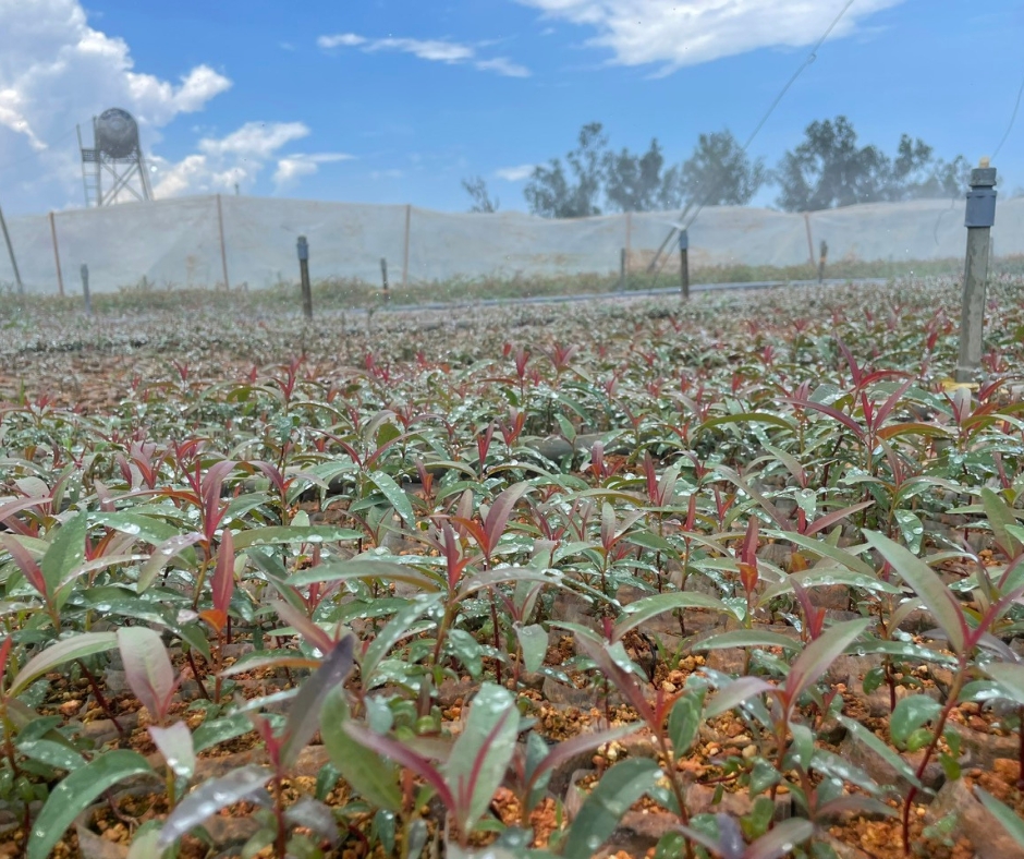Công ty Sơn Anh chuyên trồng cây giống, cây bạch đàn