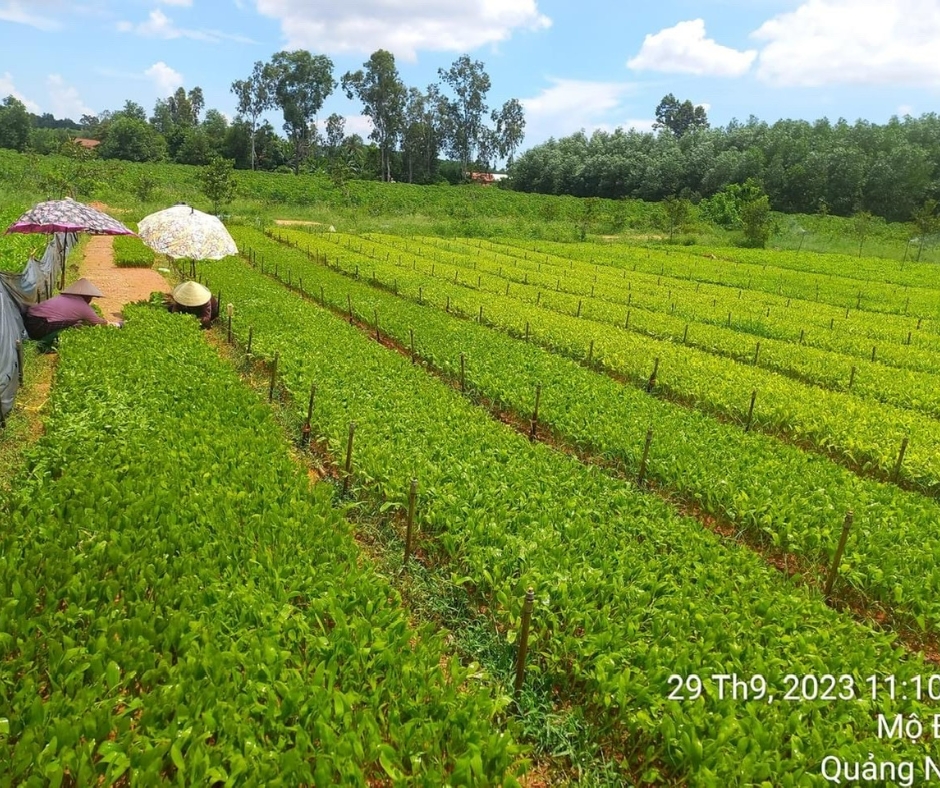 Công ty Sơn Anh chuyên trồng cây giống, cây bạch đàn